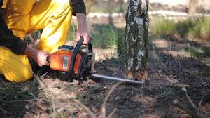 How Our Tree Care Process Works  in  Lake Elmo, MN