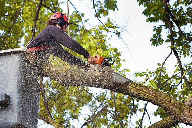 Lake Elmo, MN Tree Services Company